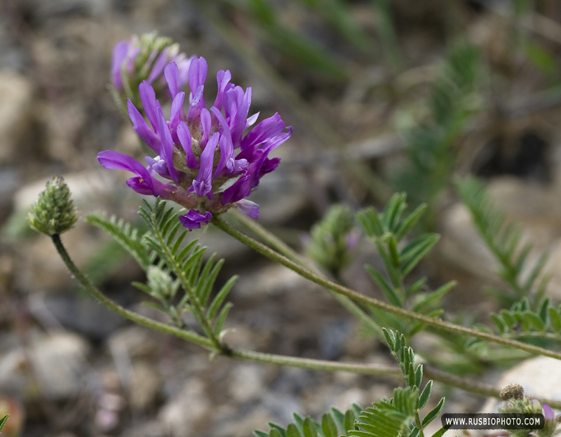 Image of Astragalus onobrychis specimen.