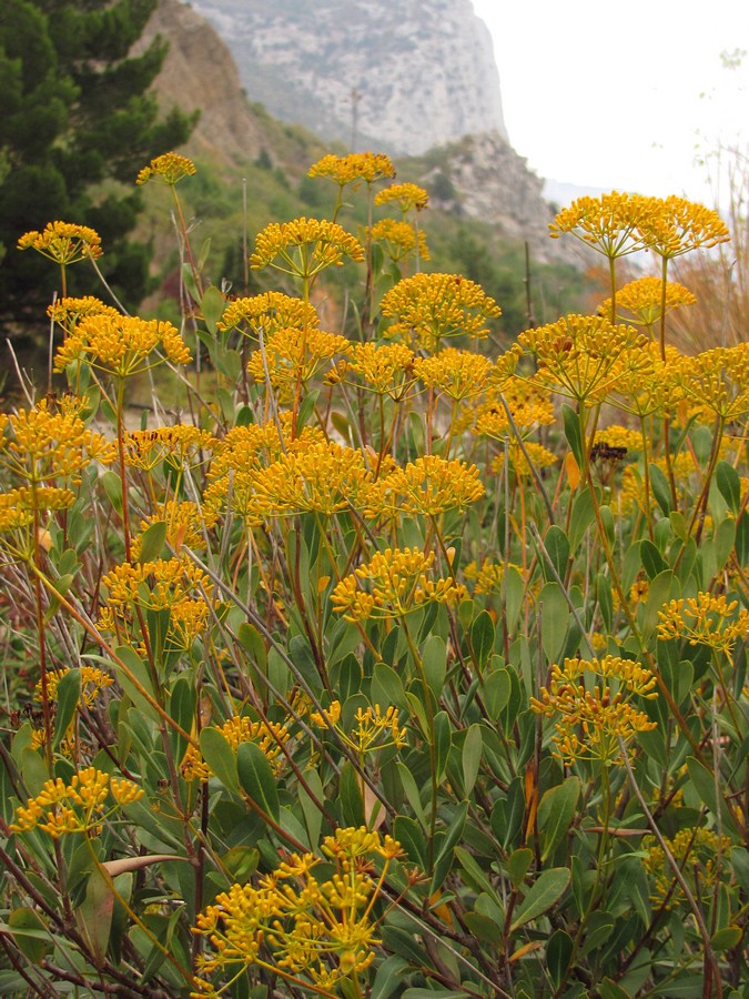 Изображение особи Bupleurum fruticosum.