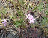 Erodium cicutarium