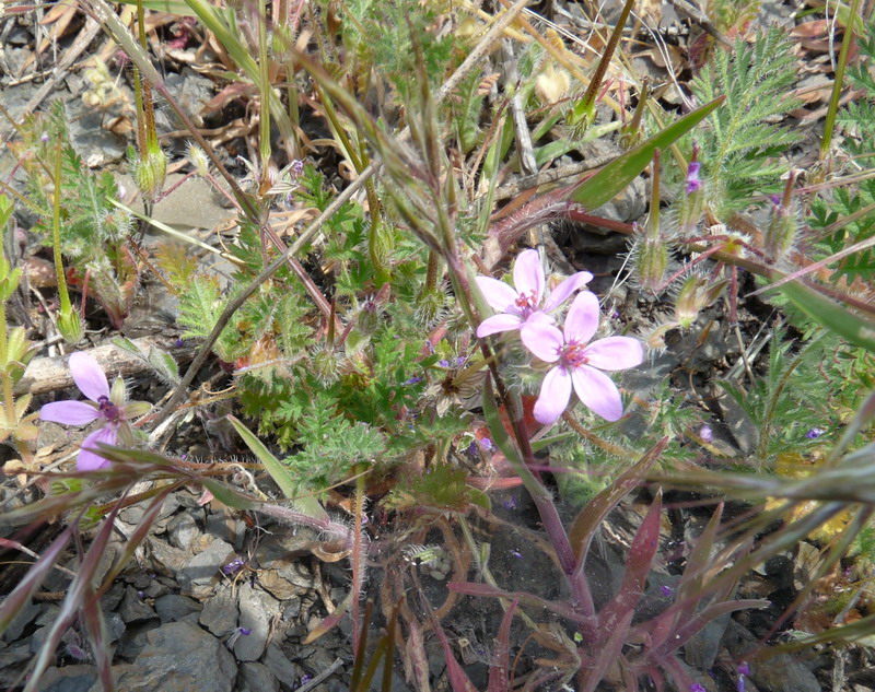 Изображение особи Erodium cicutarium.