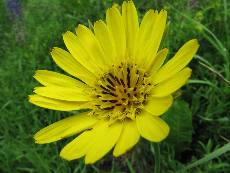 Image of Tragopogon orientalis specimen.