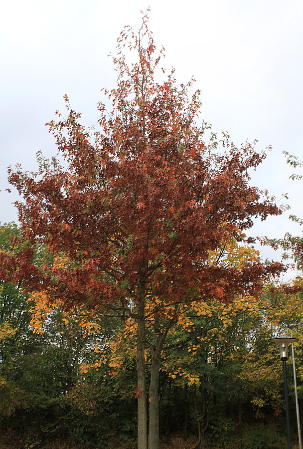 Image of Quercus palustris specimen.