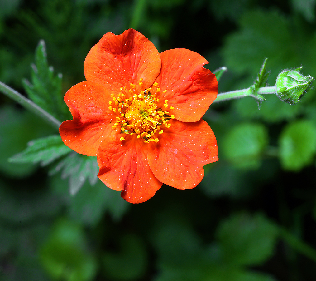 Image of Geum quellyon specimen.