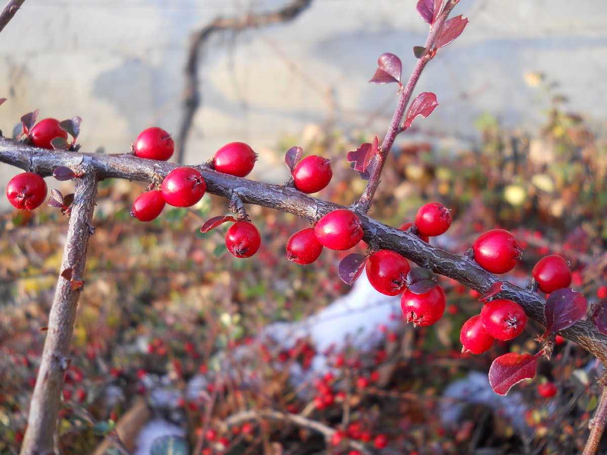 Изображение особи Cotoneaster horizontalis.