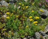 Patrinia rupestris