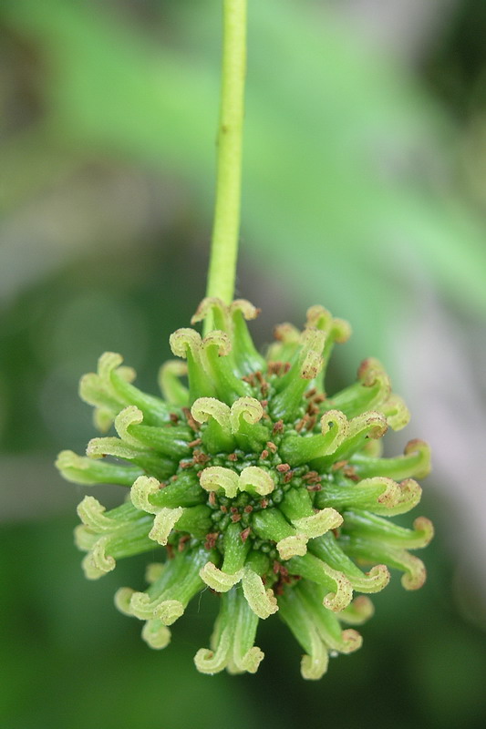 Image of Liquidambar styraciflua specimen.