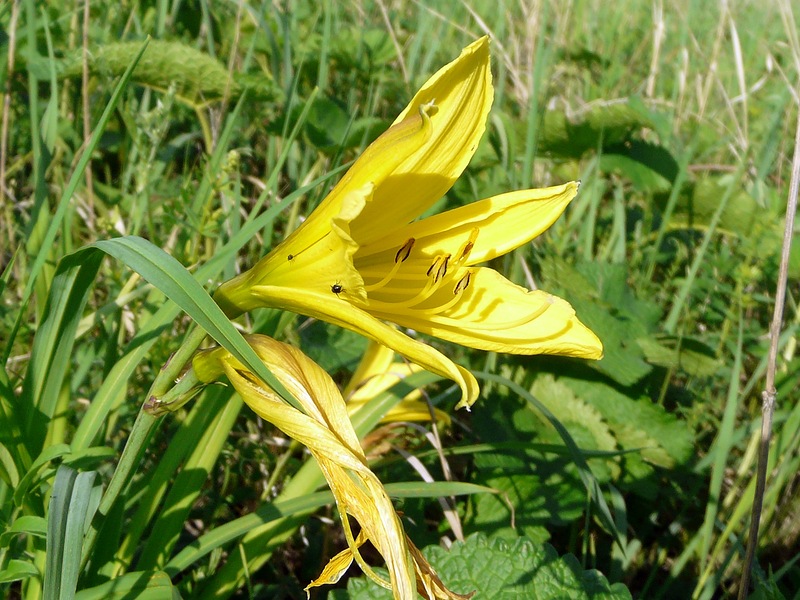 Image of Hemerocallis minor specimen.