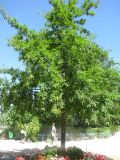 Fagus sylvatica variety laciniata. Дерево. Франция, Прованс, г. Авиньон, парк у Папского дворца. 26.06.2012.