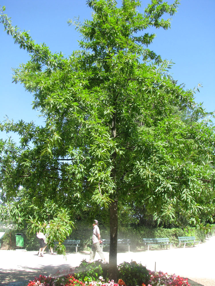 Image of Fagus sylvatica var. laciniata specimen.