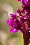 Anacamptis morio ssp. caucasica