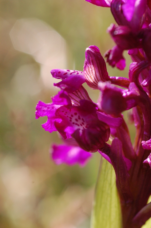 Image of Anacamptis morio ssp. caucasica specimen.