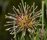 Grevillea