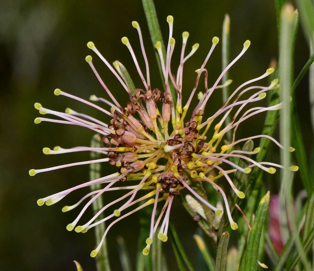 Изображение особи род Grevillea.
