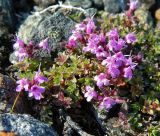 Thymus glabricaulis. Верхушки побегов с соцветиями. Полярный Урал, восточный макросклон, массив горы Изшор (ок.500 м н.у.м.). 04.08.2011.