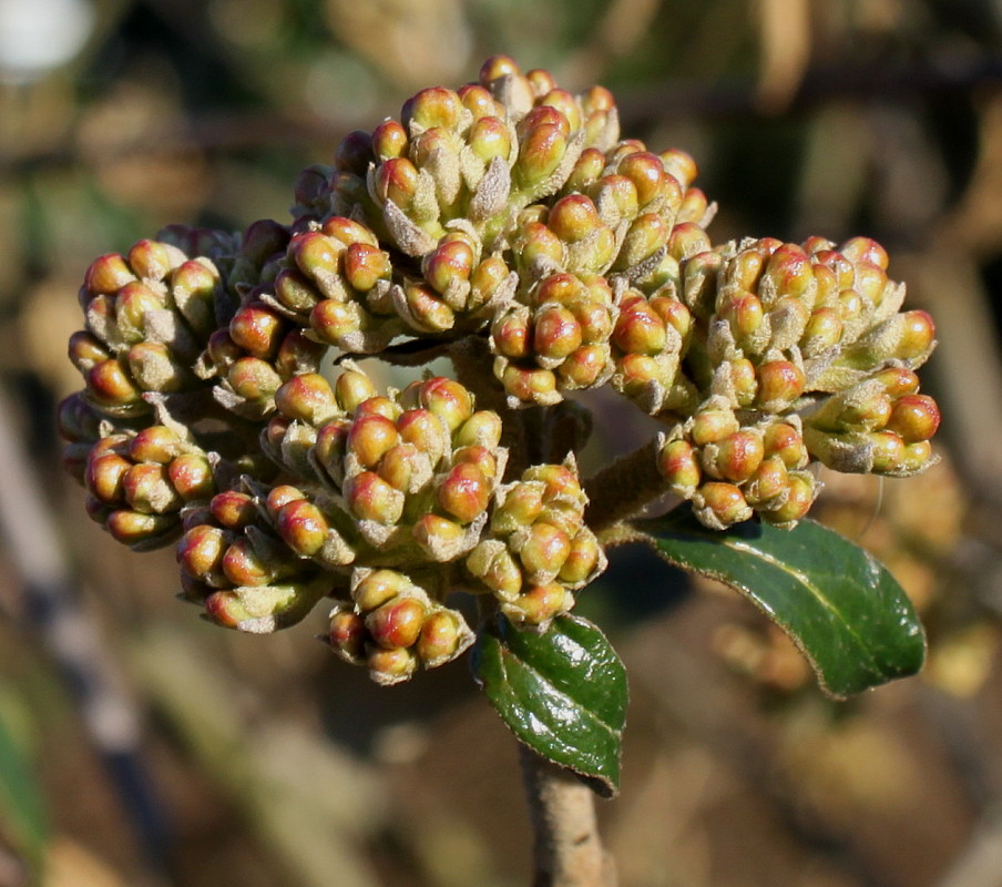 Изображение особи Viburnum × burkwoodii.