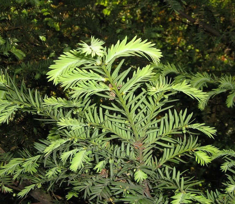 Image of Taxus baccata specimen.