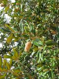 Magnolia grandiflora. Часть кроны плодоносящего дерева. Хорватия, Истрия, г. Пореч. 06.09.2012.