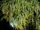 Taiwania cryptomerioides