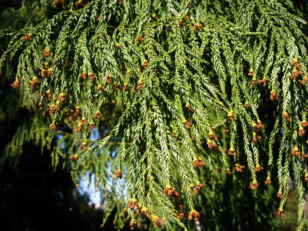 Image of Taiwania cryptomerioides specimen.