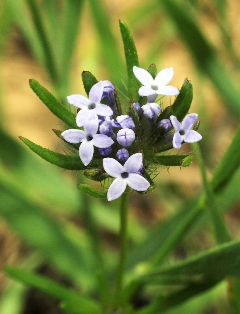 Изображение особи Asperula arvensis.