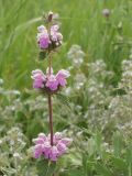 Phlomoides hybrida