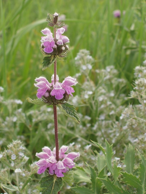 Изображение особи Phlomoides hybrida.