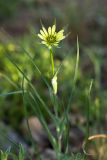 Tragopogon dubius