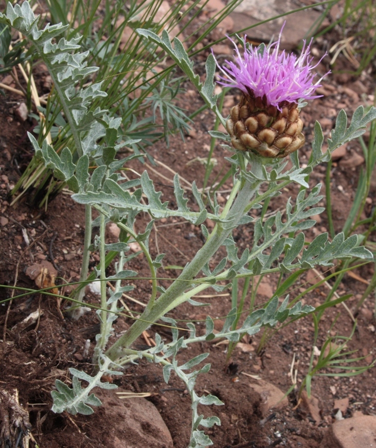 Image of Stemmacantha uniflora specimen.