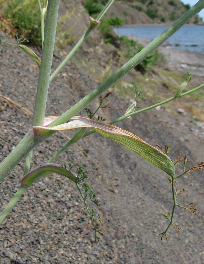 Изображение особи Astrodaucus littoralis.