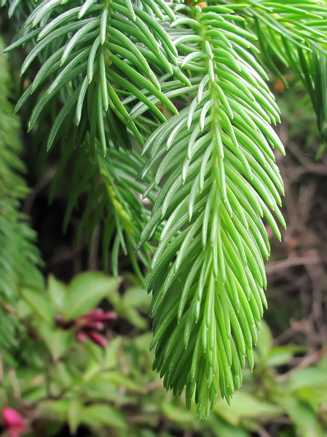 Image of genus Picea specimen.