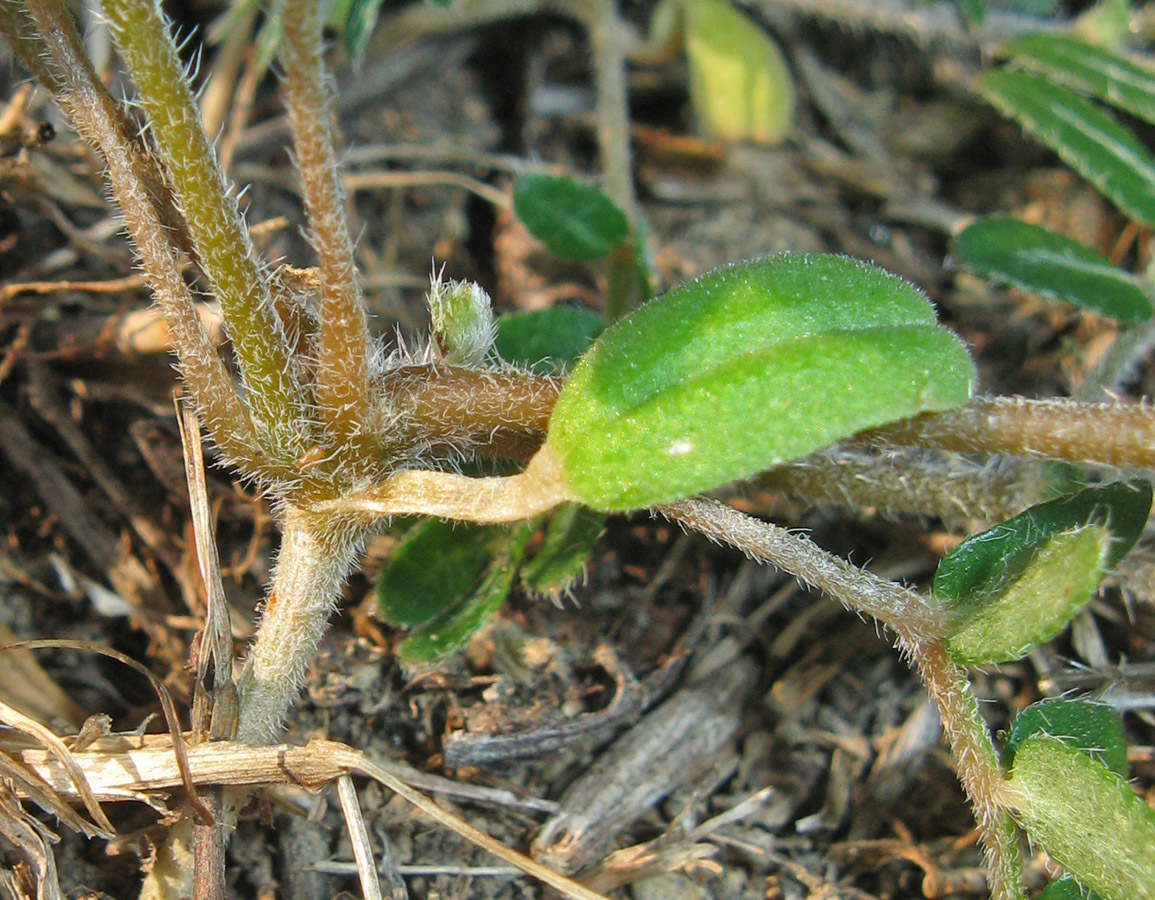 Изображение особи Tribulus terrestris.