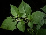 Solanum nigrum