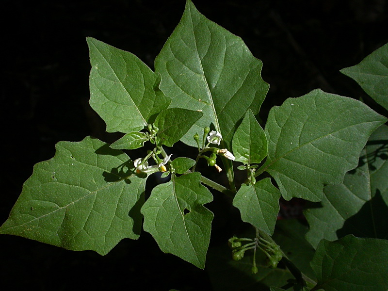 Image of Solanum nigrum specimen.