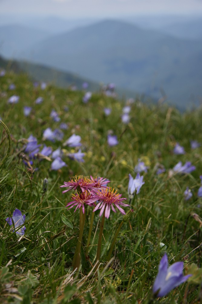 Изображение особи Taraxacum porphyranthum.