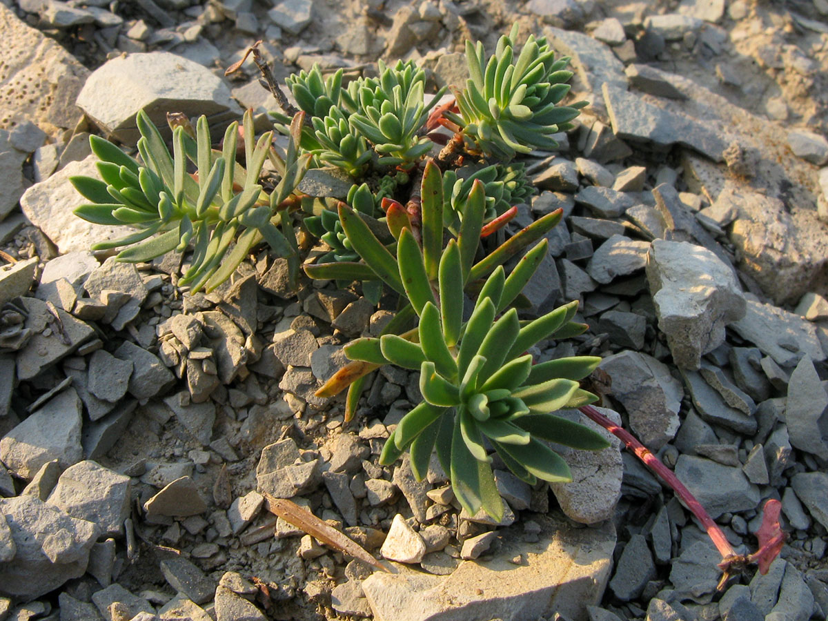 Image of Euphorbia petrophila specimen.