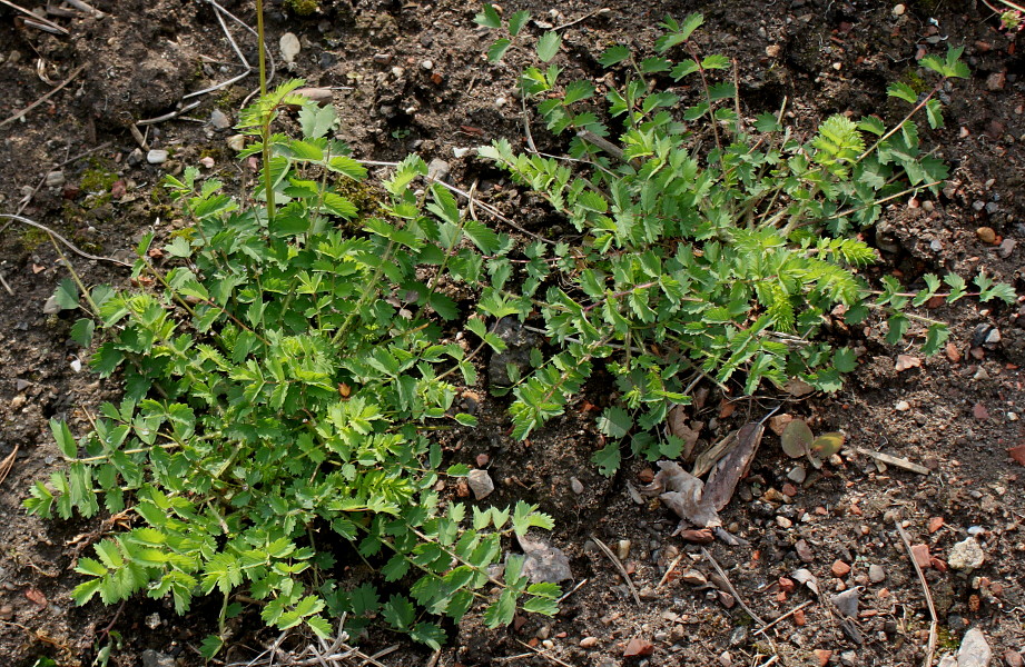 Изображение особи Poterium sanguisorba.