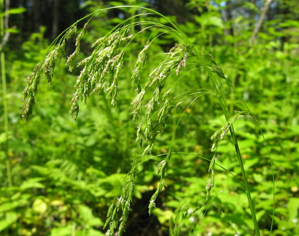 Image of Glyceria lithuanica specimen.