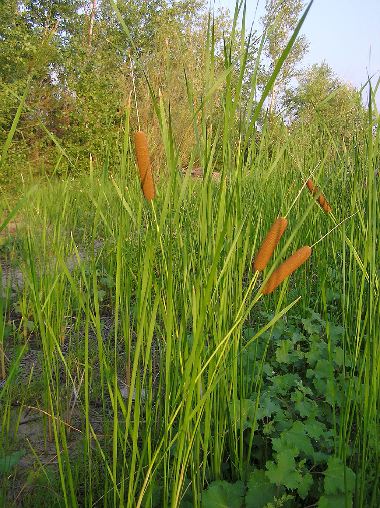 Image of genus Typha specimen.