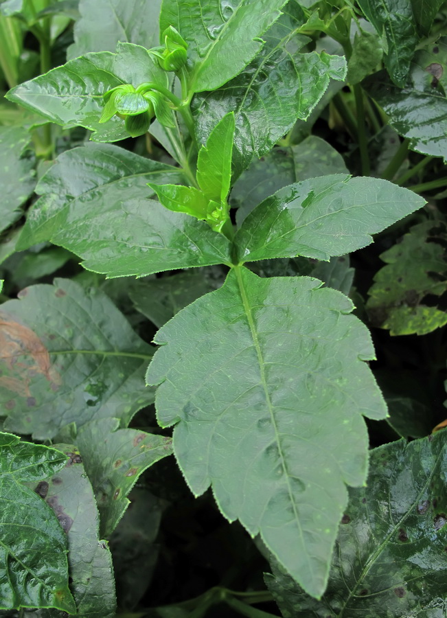 Image of Dahlia × cultorum specimen.