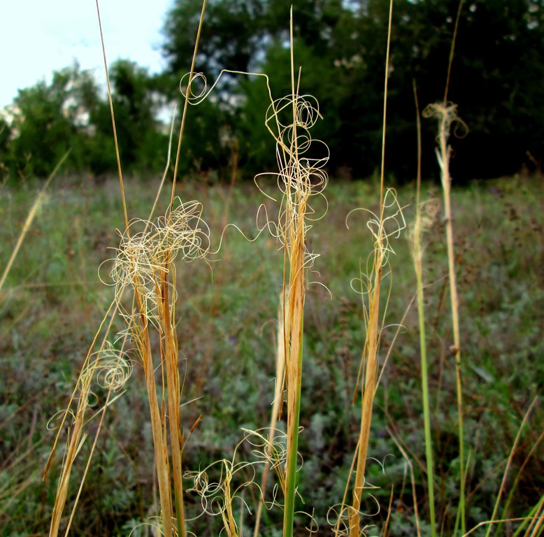 Изображение особи Stipa capillata.