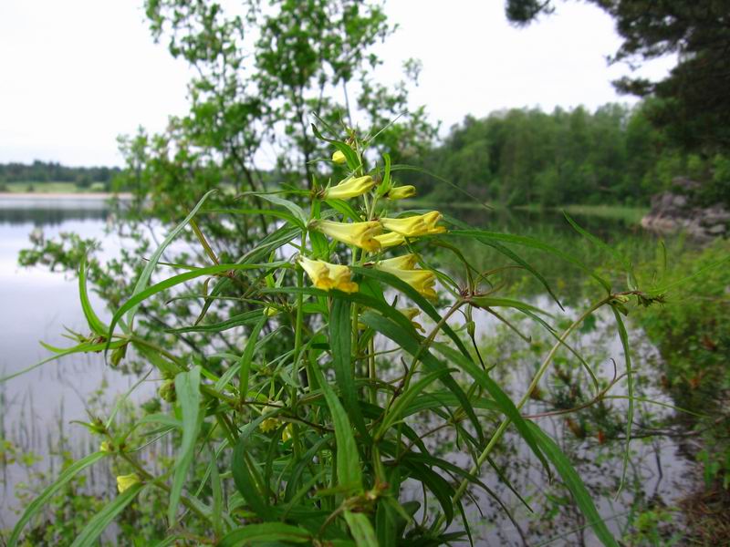 Image of Melampyrum pratense specimen.