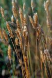 Anthoxanthum odoratum