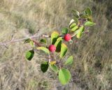 Cotoneaster tauricus. Ветвь кустарника с плодами. Крым, окр. Феодосии, Арматлукская долина, степной склон. 10 октября 2013 г.