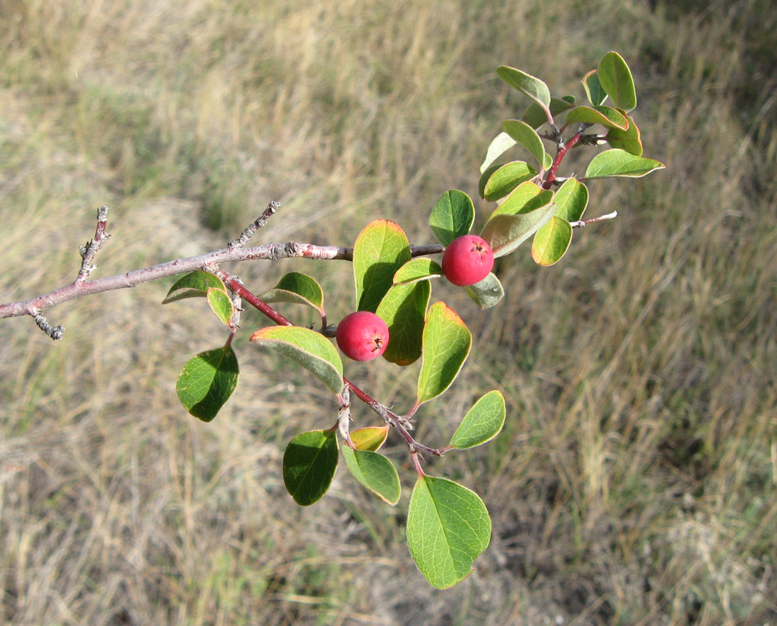 Image of Cotoneaster tauricus specimen.