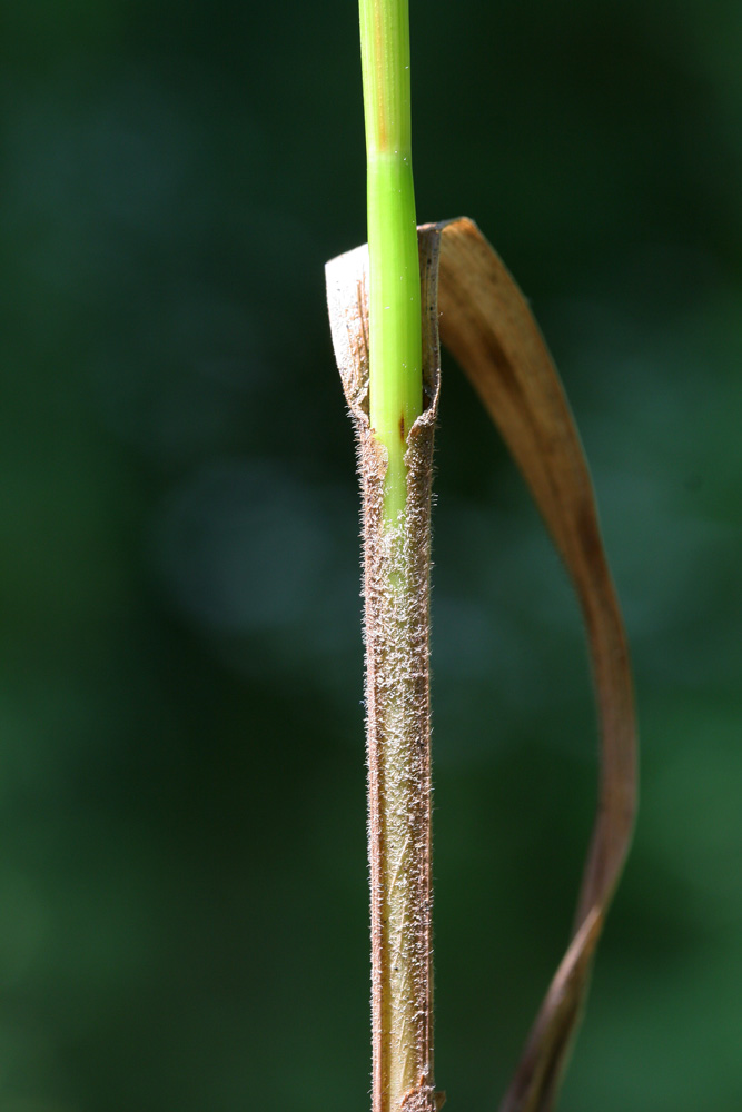 Image of Carex drymophila specimen.