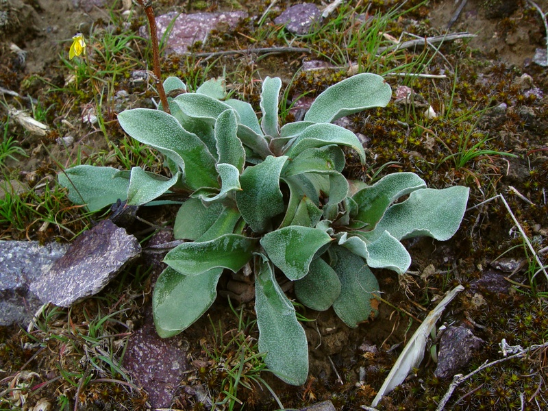 Изображение особи Goniolimon strictum.