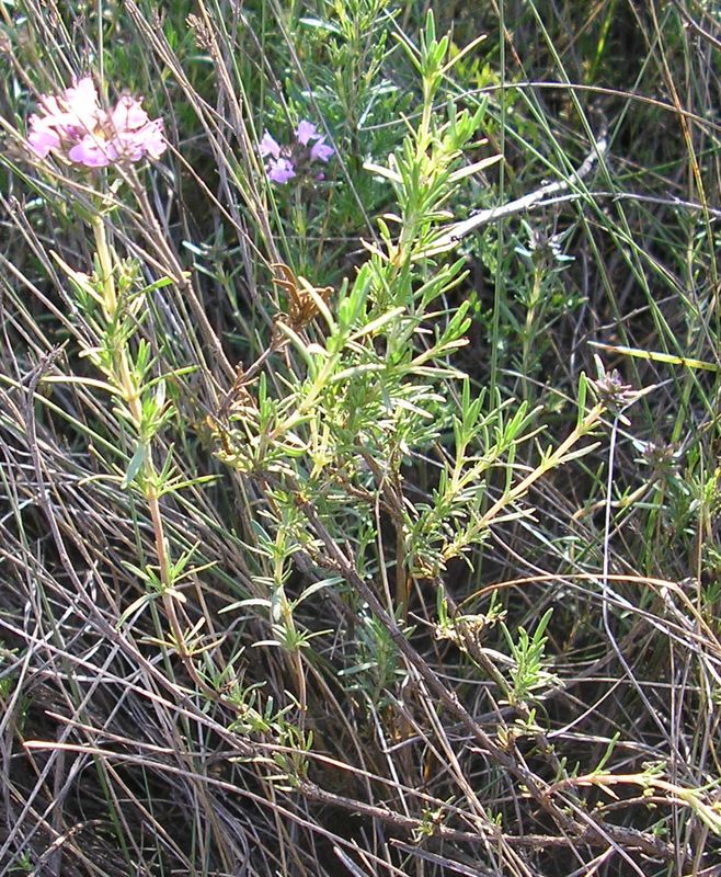 Изображение особи Thymus pallasianus.