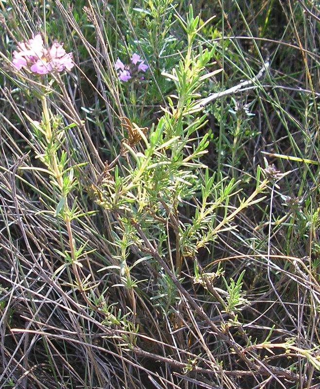 Image of Thymus pallasianus specimen.