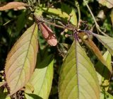 Callicarpa japonica