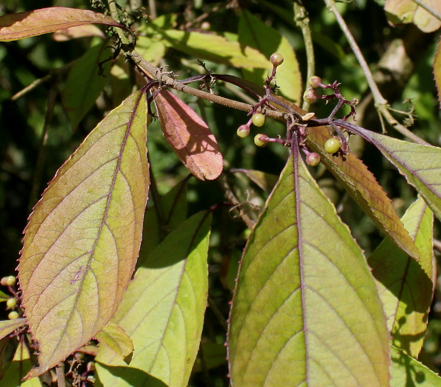 Image of Callicarpa japonica specimen.